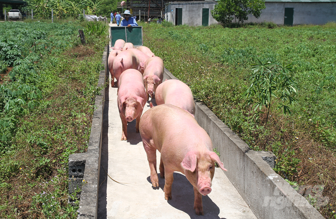 The livestock model of Thanh Do Company is a bright spot that needs to be replicated. Photo: Viet Khanh.