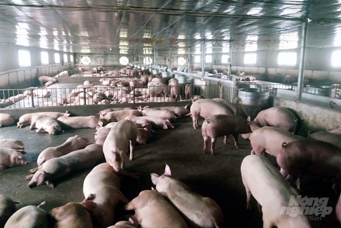 Thanh Hoa province has formed many concentrated and large-scale pig breeding areas. Photo: Quoc Toan.