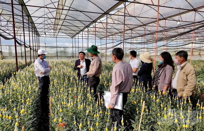 Với điều kiện thời tiết, khí hậu ôn đới mát mẻ, hoa Lâm Đồng được trồng quanh năm với chất lượng vượt trội so với các vùng sản xuất khác. Ảnh: Minh Hậu.