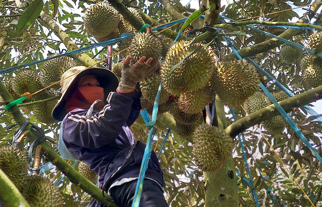 Members of Dong Tam Sustainable Durian Production Cooperative Group have not handed their durian gardens to traders despite being offered a high price. Photo: Quang Yen.