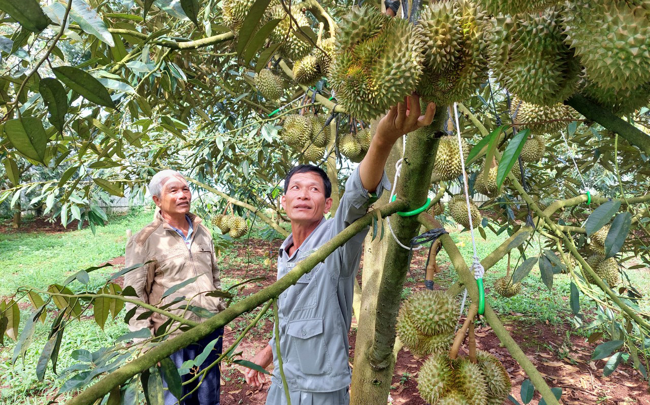 Nguyen Duc Quan (right) is not in a hurry to close the deal on his durian garden even though he is offered up to VND 90,000/kg because he sees that the price is unusually high. Photo: Quang Yen.