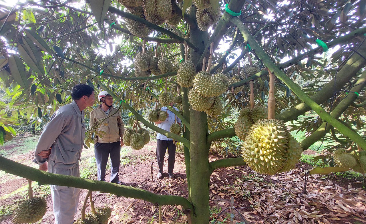The big durian export enterprises in Dak Lak do not take the risk to close the deal with durian gardens that have a long harvest time. Photo: Quang Yen.
