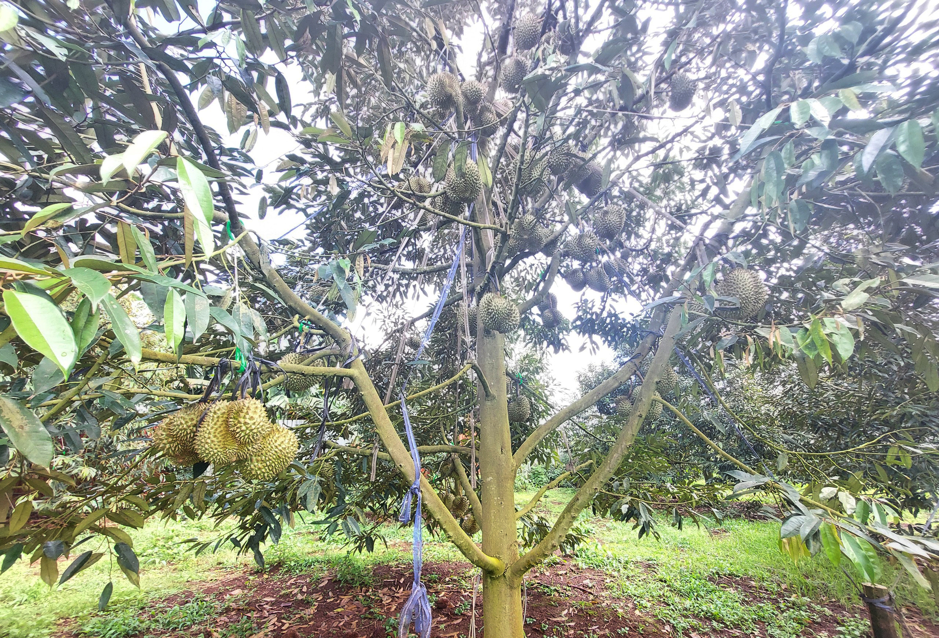 This year's Dak Lak durian ouput is estimated at more than 200,000 tons. Photo: Quang Yen.