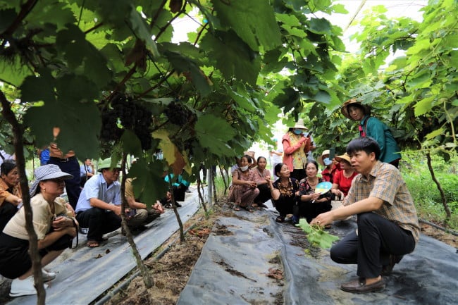 Anh Vũ Văn Yên (ngoài cùng bên phải) đang giới thiệu cho bà con nông dân tham quan mô hình trồng nho Mẫu Đơn của mình.  Ảnh: NVCC.