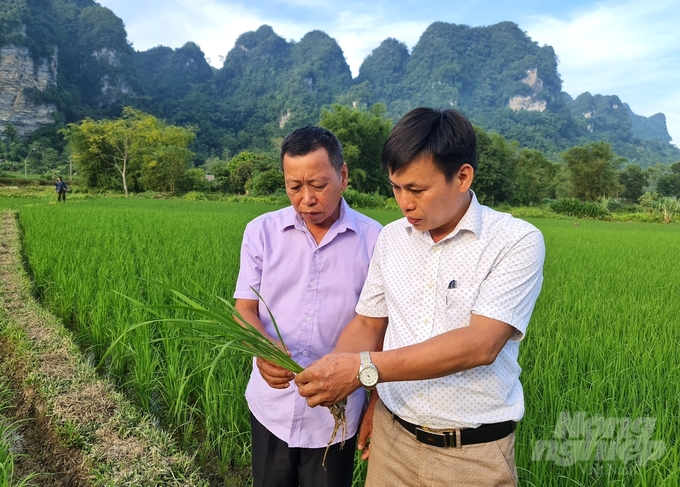 Ông Quan Văn Sỹ (bên phải) Phó Chủ tịch UBND xã Thượng Lâm hướng dẫn người dân cách nhận biết sâu bệnh hại lúa mùa. Ảnh: Đào Thanh.