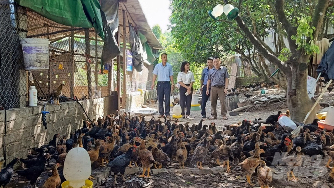 Bac Giang places special emphasis on hillside chicken farming to ensure disease safety. Photo: Toan Nguyen.