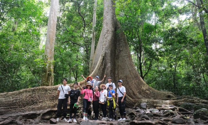 Tourists take pictures next to a giant tree at Cat Tien National Park. Photo: Bao Thang.