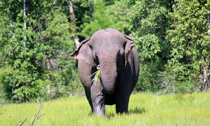 Elephant Y Khun, 67 years old, participated in the campaign to remove Tanh Linh elephant in 2001.