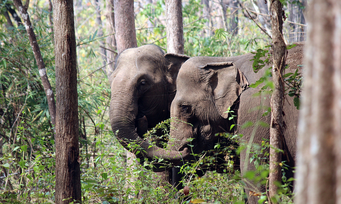 In the garden, Y Khun (on the left) and Bun Kham are close friends. They are seen together almost everywhere they go.