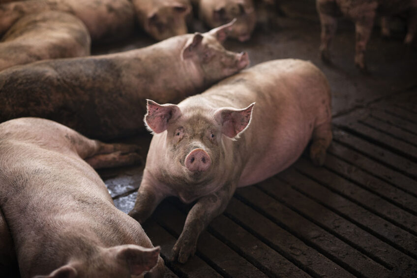 According to the latest Rabobank quarterly pork report, global pork markets are being influenced by sluggish economic growth, weak consumption, and recurrent disease outbreaks. Photo: Aleksandarlittlewolf.