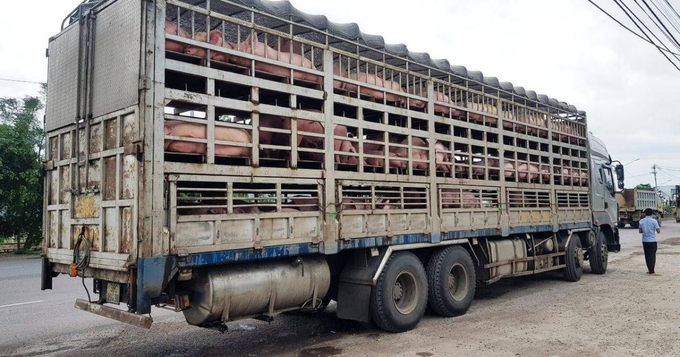 Lao Cai tightens border management to prevent the smuggling of livestock and poultry. Photo: Luu Hoa.