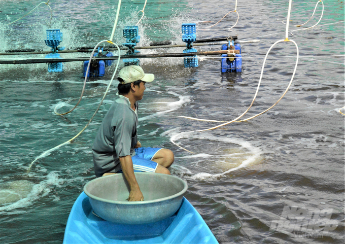 Nhiều cơ sở nuôi tôm nước lợ áp dụng tiêu chuẩn VietGAP và các tiêu chuẩn quốc tế khác, tuyệt đối không sử dụng kháng sinh trong quá trình nuôi nhằm đáp ứng nhu cầu của thị trường. Ảnh: Trung Chánh.