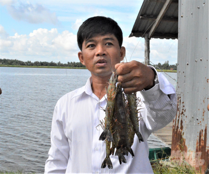 Tiêu chuẩn hóa nuôi tôm nước lợ giúp tăng chất lượng tôm nuôi, nhằm đáp ứng tốt nhu cầu của thị trường. Ảnh: Văn Vũ.