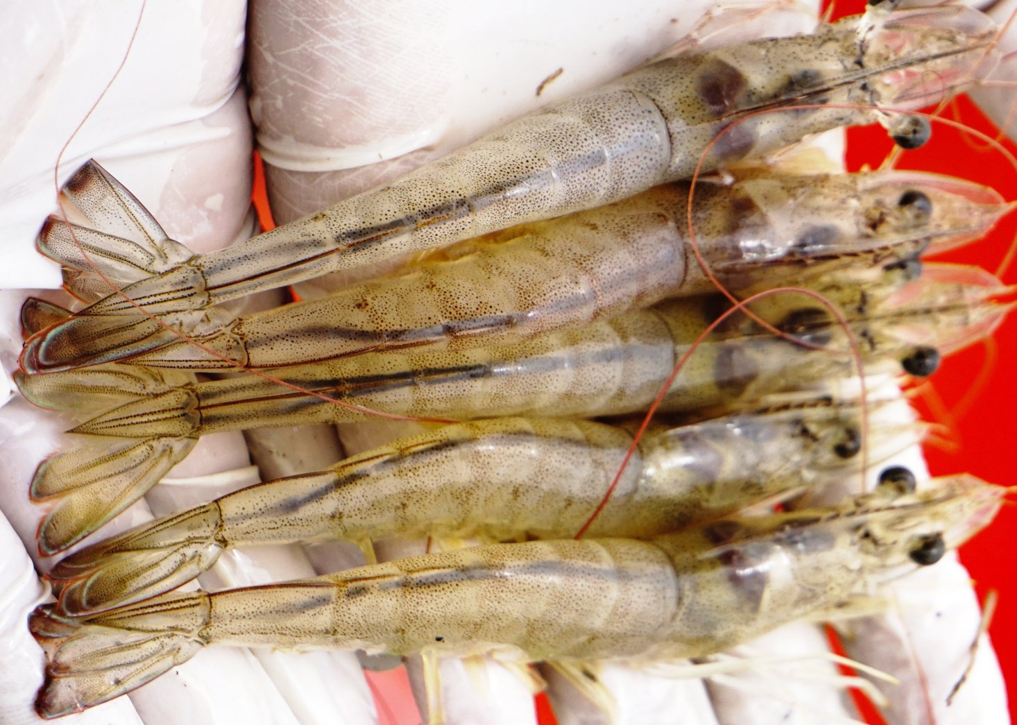 Farmed shrimp products in the Mekong Delta. Photo: Huu Duc.