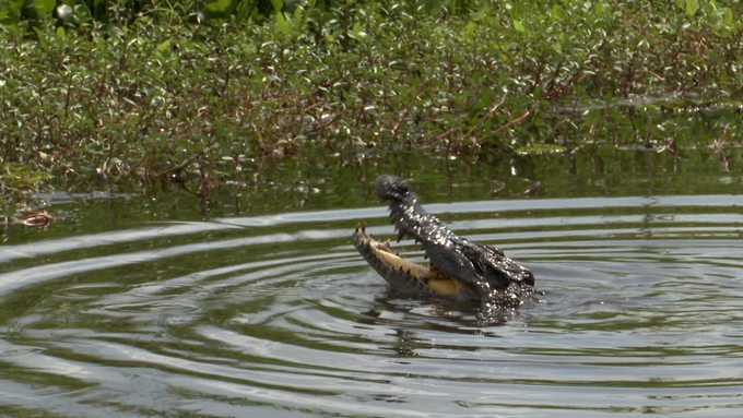 Crocodile in Bau Sau.