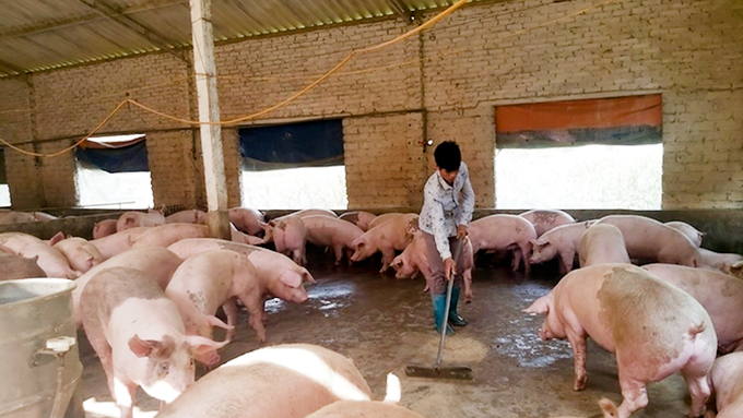 According to the Ba Ria - Vung Tau’s Sub-department of Livestock Production and Animal Health, households with outbreaks of African Swine Fever often have the habit of using leftovers from restaurants and eateries. Photo: MS.