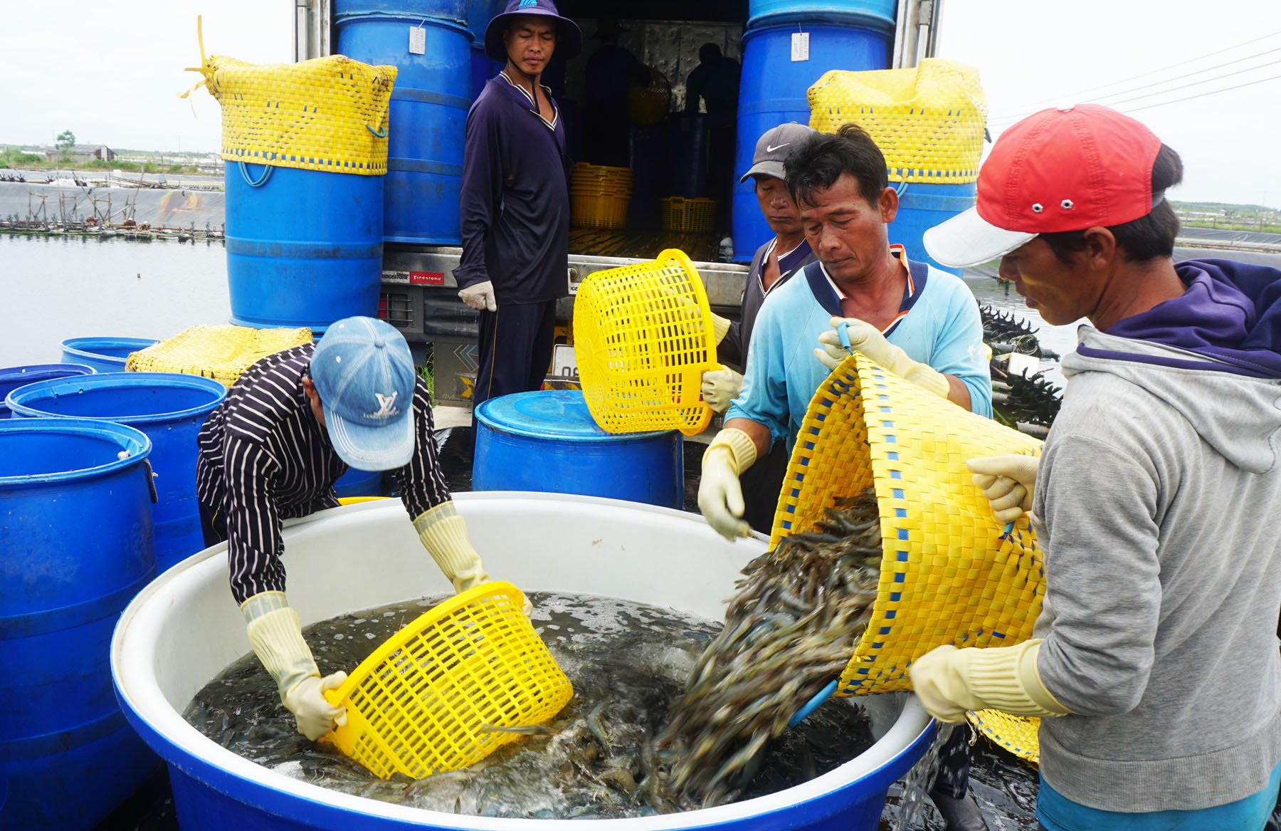 Harvesting shrimps in Soc Trang. Photo: Huu Duc.