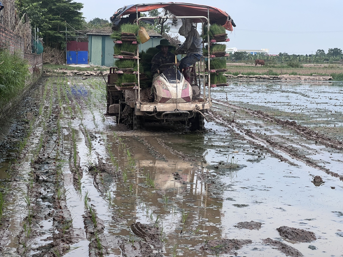 Tổ cấy máy của chị Hoàng Thị Bình đang cấy dịch vụ cho nông dân ở huyện Mê Linh. Ảnh: Nhân vật cung cấp.