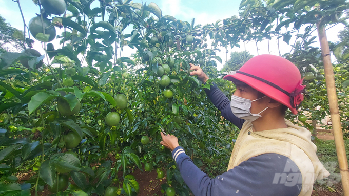 Hợp tác xã nông nghiệp Tân Hợp là, điểm sáng hiếm hoi của các huyện miền Tây Quảng Trị trong việc tổ chức sản xuất, liên kết bao tiêu sản phẩm cho người dân. Ảnh: Võ Dũng.
