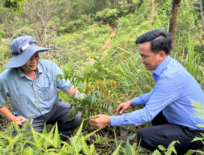 Lim xanh được trồng vào rừng sản xuất của người dân thôn Làng Ren, xã Long Môn, huyện Minh Long, tỉnh Quảng Ngãi. Ảnh: Mỹ Hoa.