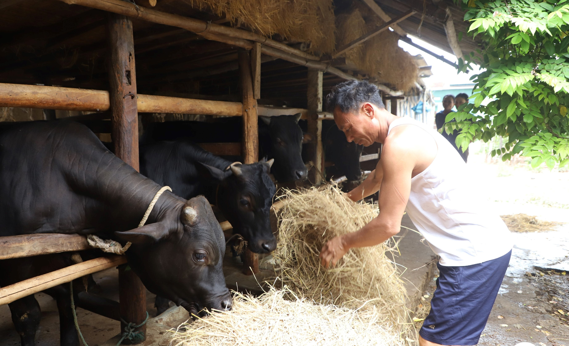 Farmers in Ha Tinh are likely to reduce their total herd due to the low cattle price and the sluggish market.