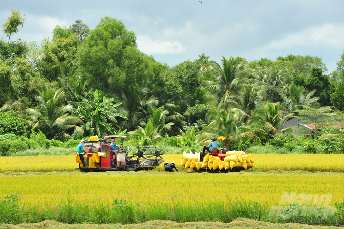 Năm 2023 sản lượng lúa của Việt Nam có thể đạt trên 43 triệu tấn. Ảnh: Lê Hoàng Vũ.