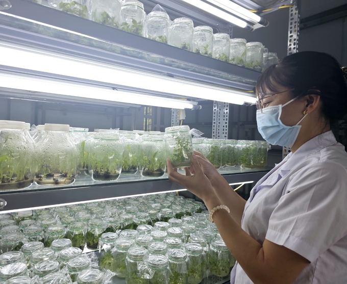 Student conducting scientific research at Bac Giang Agriculture and Forestry University. Photo: Hoang Anh.