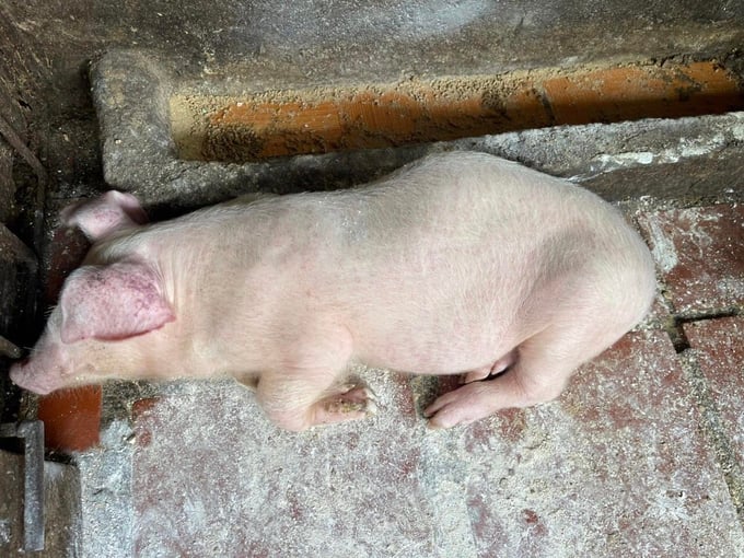 Lợn bị chết do dịch tả lợn Châu Phi tại xã Công Bằng, huyện Pác Nặm. Ảnh: Ngọc Tú. 