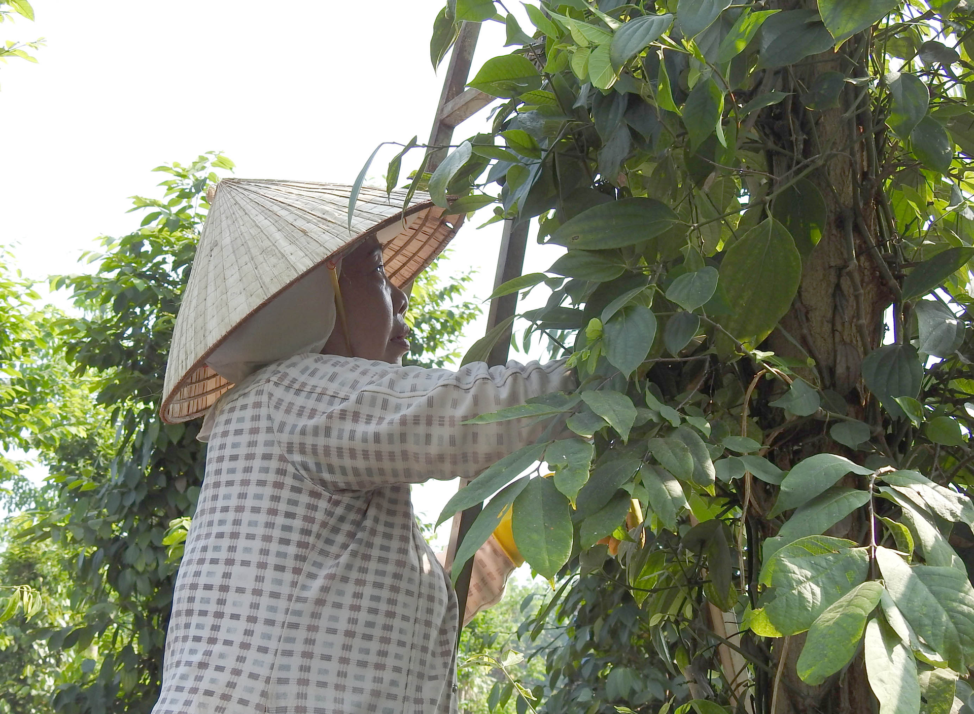 Farmers harvest pepper in Dong Nai province. Photo: Son Trang.
