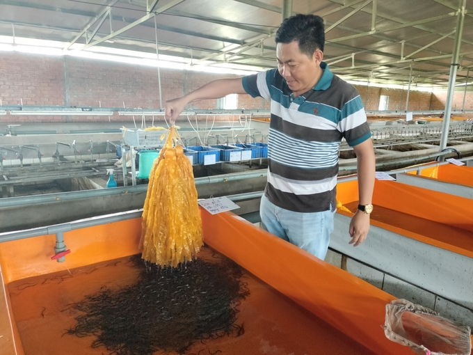 Mỗi năm trang trại cung cấp hàng triệu lươn giống khỏe mạnh ra thị trường. Ảnh: Minh Đảm.