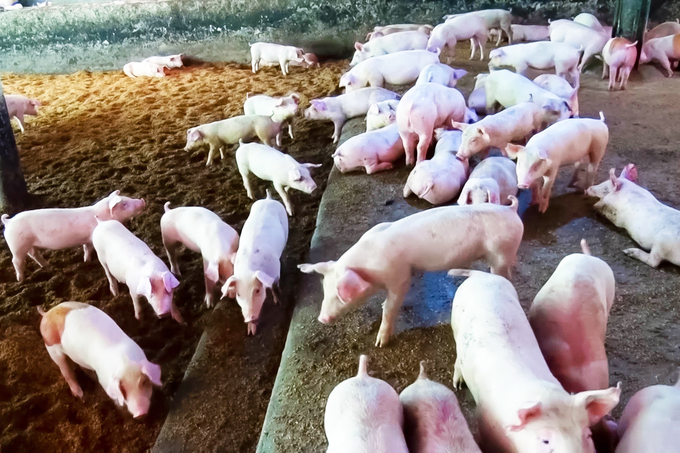 Chăn nuôi lợn trên thế giới đang có những xu thế mới, sẽ ảnh hưởng đến cách thức tiếp cận của nước ta.