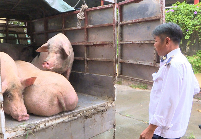 Chi cục Chăn nuôi và Thú y Hải Dương đã chỉ đạo các đơn vị chuyên môn thực hiện công tác kiểm dịch xuất tỉnh hơn 28.000 con lợn giống, gần 7.000 con lợn thịt, 9,5 triệu con gia cầm giống. Ảnh: TQ.