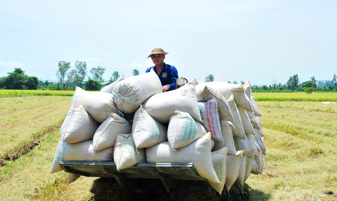 Summer-autumn rice in 2023 gives a profit of more than VND 20 million/ha. Photo: Le Hoang Vu.