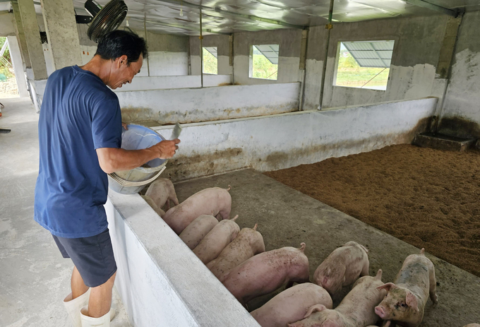 Nhiều trang trại tại Quảng Bình đã sử dụng đệm lót sinh học trong chăn nuôi. Ảnh: TP.