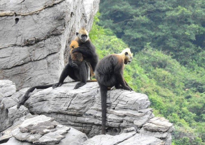 The herd of rare and precious langurs has grown and increased in quantity. Photo: Huy Cam.