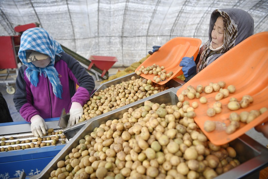 Nhân viên phân loại khoai tây tại một trung tâm trồng khoai tây ở quận Xiji, khu tự trị Ninh Hạ Hồi, Tây Bắc Trung Quốc.
