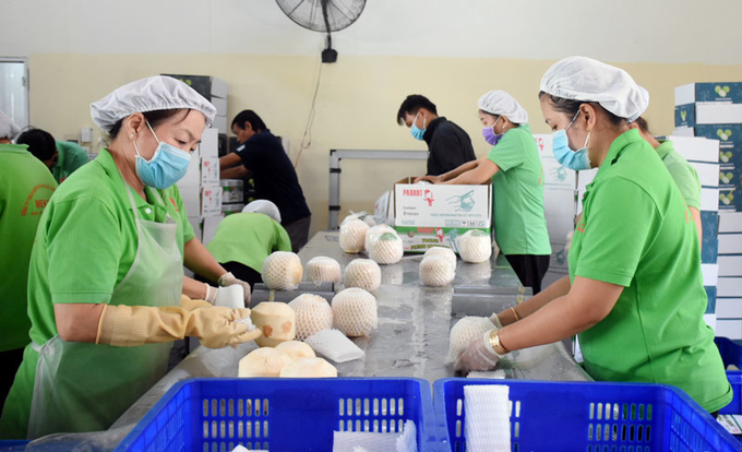 In post-harvest handling, the US side requires fresh young coconuts to be stripped of all the green skin and at least 75% of the outer shell of the husk.