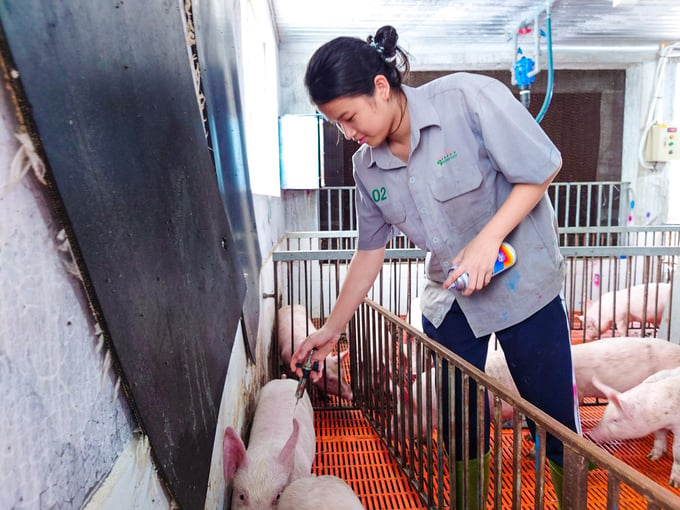 Sinh viên ngành chăn nuôi khi hành nghề cửa hàng thuốc thú y buộc phải có chứng chỉ hành nghề thú y. Trong khi chương trình đào tạo giữa ngành chăn nuôi và thú y khác biệt không lớn. Ảnh: Kim Anh.