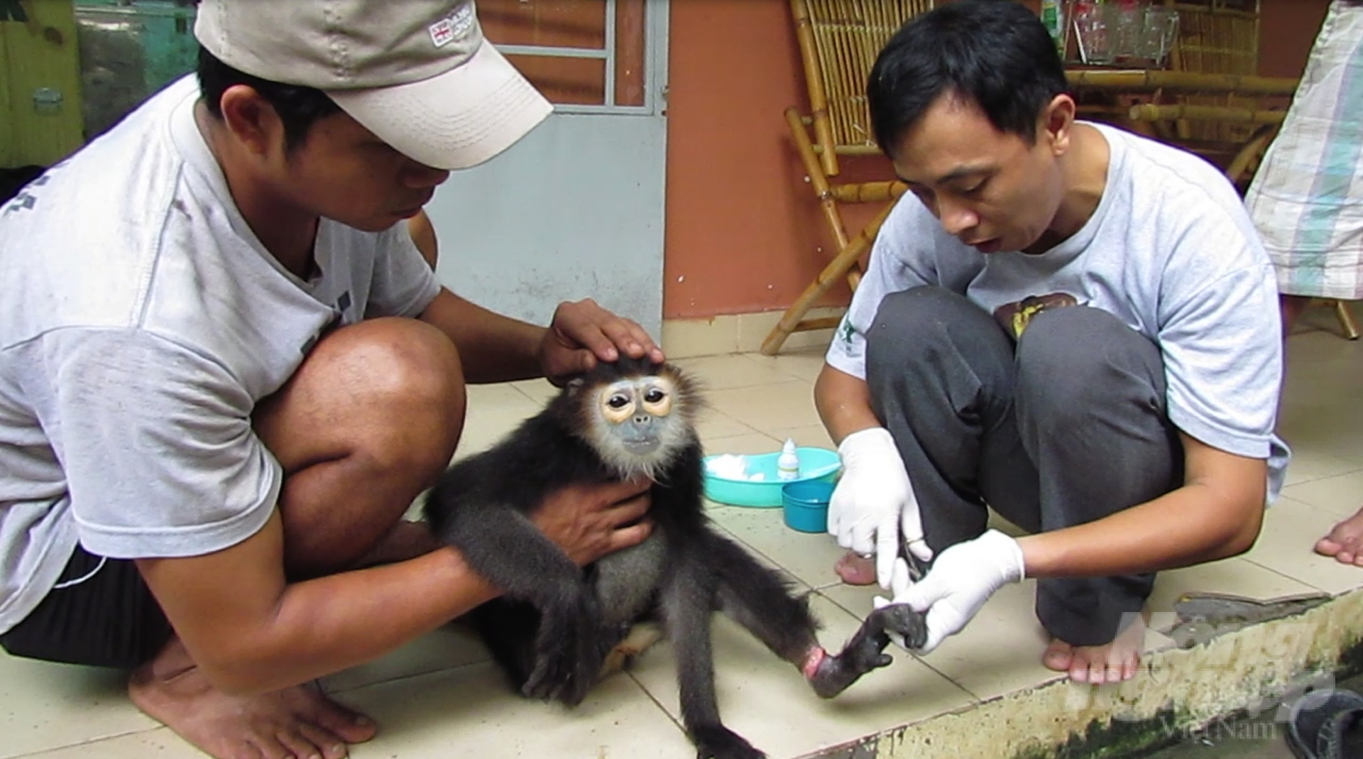 Một chú voọc chà vá chân đen 'dính' bẫy đang được chăm sóc tại Trung tâm cứu hộ động vật hoang dã Củ Chi. Ảnh: Hồng Thủy.