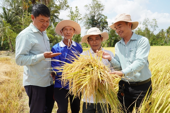 Giá gạo tăng, cần có sự kết nối chặt với doanh nghiệp, chia sẻ lợi ích hài hòa với bà con nông dân trong hợp đồng liên kết. Ảnh: Kim Anh.