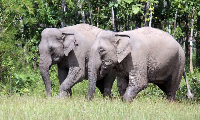 Y Khun and Bun Kham, the domestic elephant duo who followed the Tanh Linh wild elephants relocation campaign in 2001, are now 60 years old. Photo: YD.