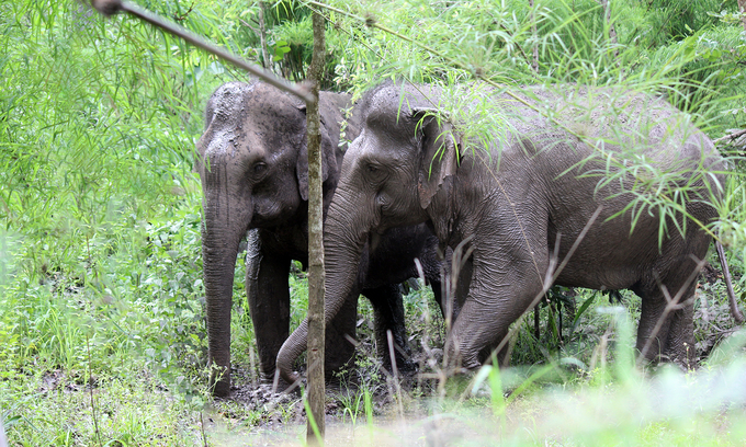 The elephants namely H'Blu and Kham Brake live in the National Park. Photo: YD.