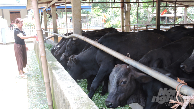 Tổng đàn vật nuôi trên địa bàn tỉnh Sơn La rất lớn, nhưng mô hình nuôi nhốt và đảm bảo tiêu chuẩn vệ sinh phòng dịch bệnh hiện chưa được nhiều. Ảnh: Toán Nguyễn.