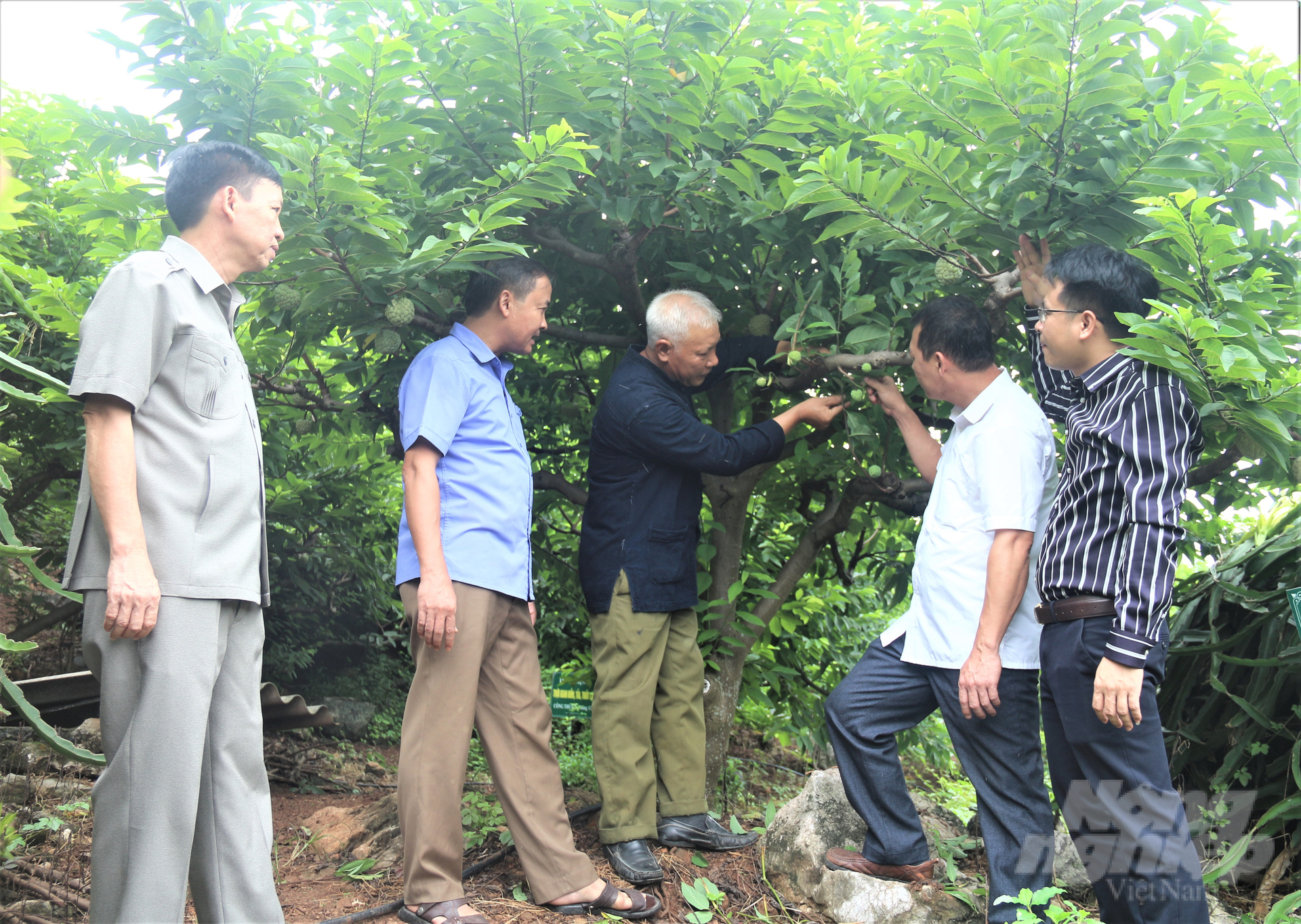 Các đại biểu tham quan mô hình trồng na rải vụ tại xã Phú Thượng, huyện Võ Nhai. Ảnh: Phạm Hiếu.