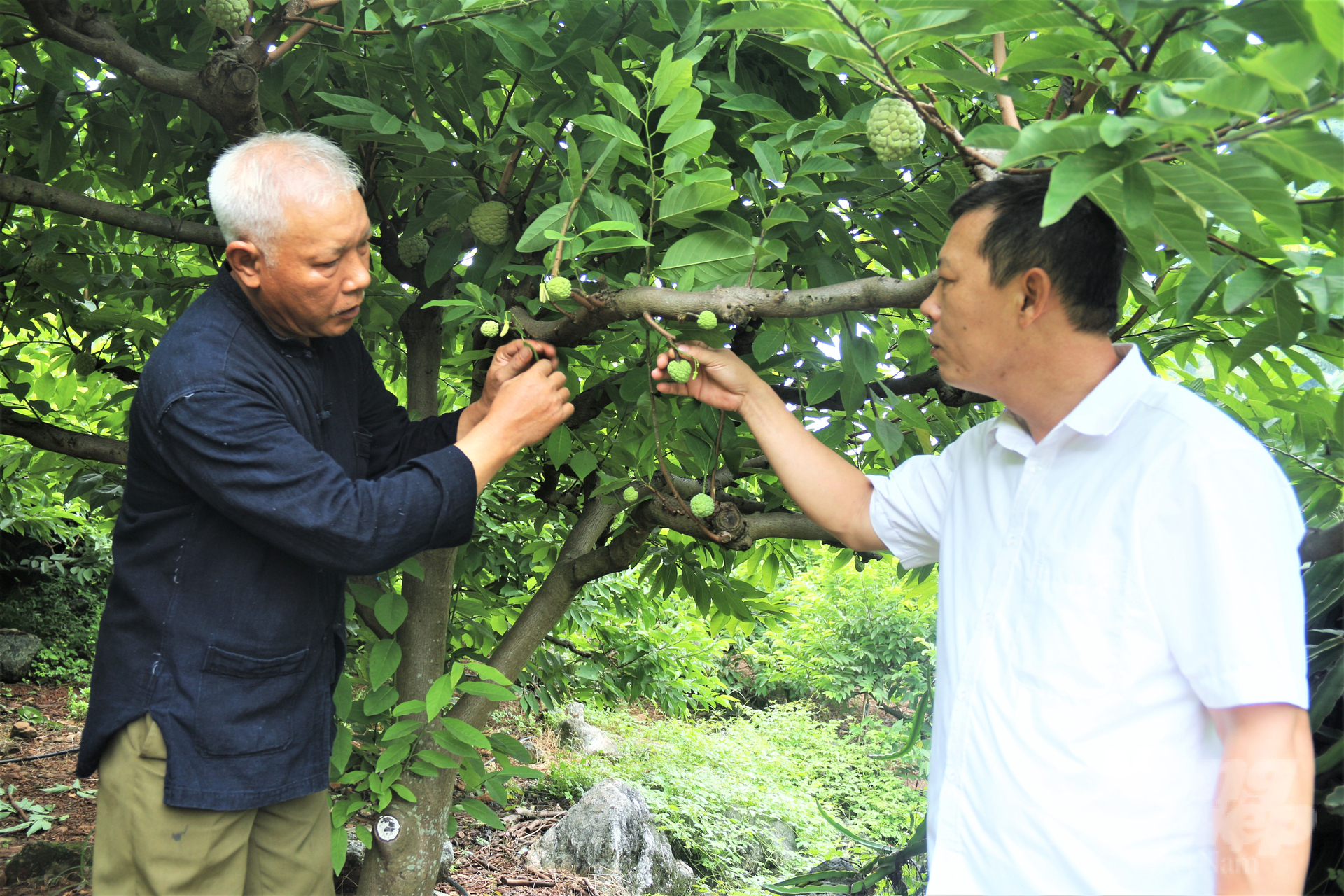 Ông Nguyễn Đình Thông (phải) cho biết, điều kiện thổ nhưỡng, khí hậu, đất đai, nguồn nước tại địa phương rất phù hợp cho việc phát triển cây na. Ảnh: Phạm Hiếu.
