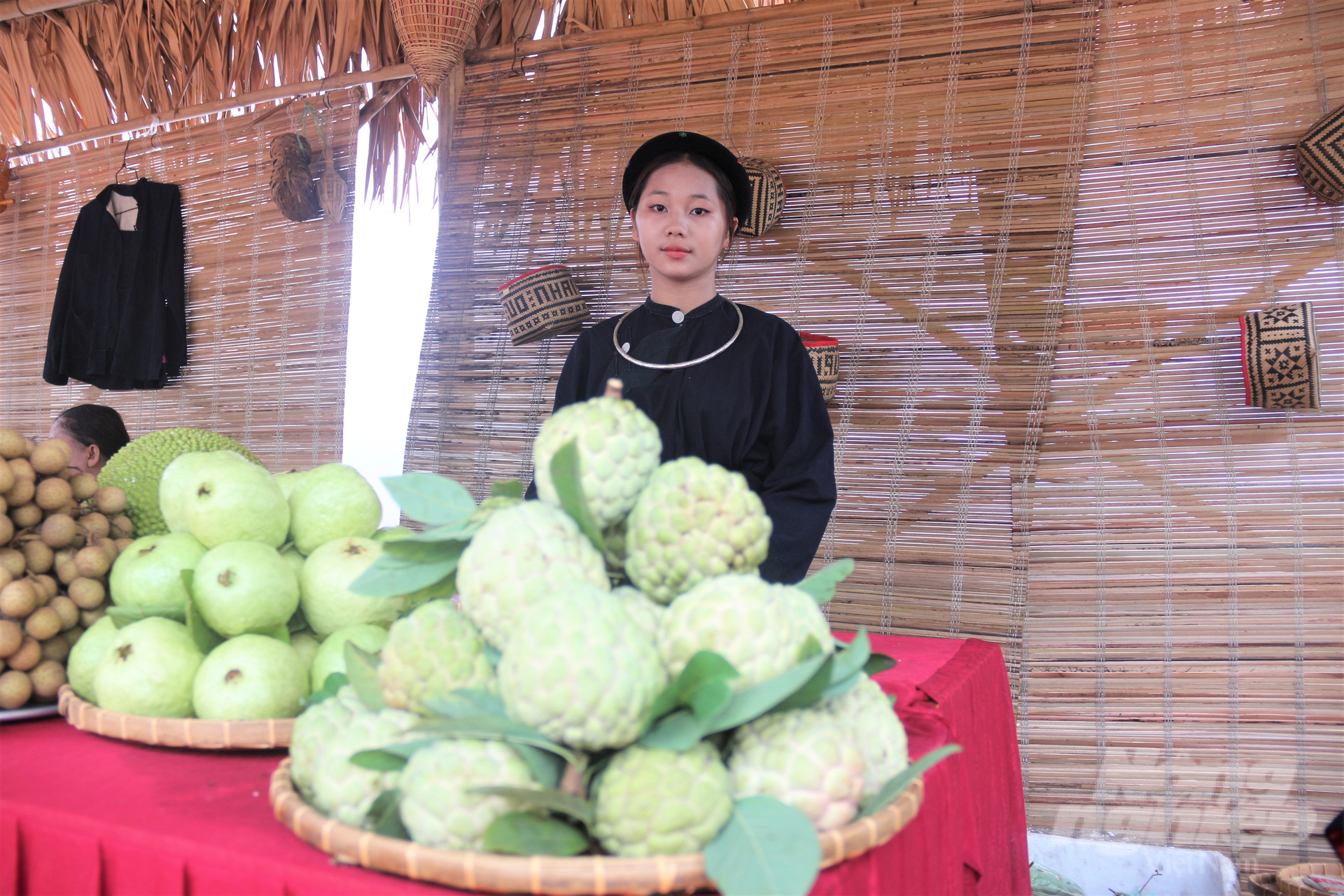 Na tại mô hình cho quả to đều, mẫu mã đẹp. Ảnh: Phạm Hiếu.