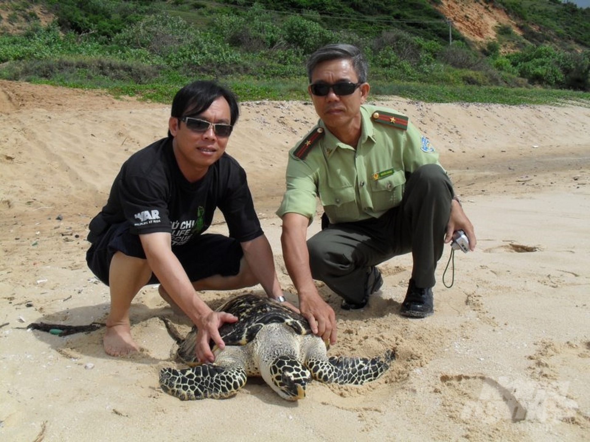 Một chú rùa biển được giải cứu và trả về nơi chúng sinh ra. Ảnh: Hồng Thủy.