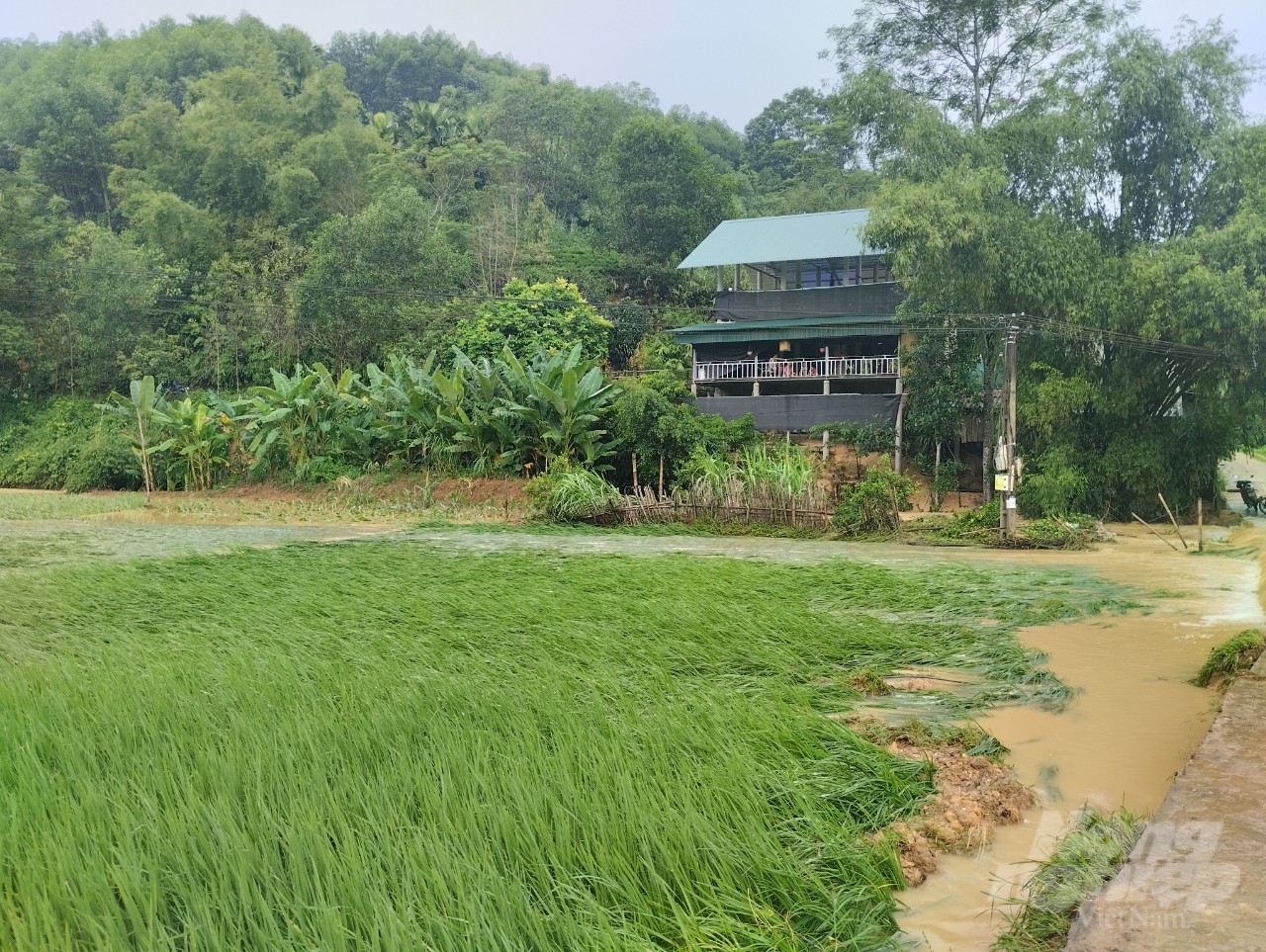 Nhiều diện tích lúa của người dân huyện Hàm Yên bị ngập úng cục bộ. 