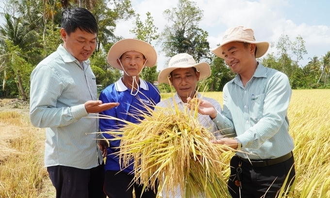 Rice prices increase, so it is necessary to closely connect with businesses and share benefits harmoniously with farmers in the association contract. Photo: Kim Anh.