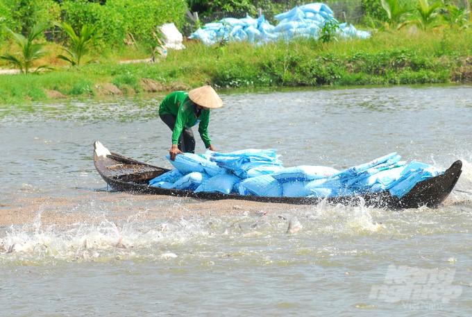 The An Giang Department of Agriculture and Rural Development directs the An Giang Sub-Department of Fisheries to periodically monitor the shoal of pangasius broodstock in terms of aquatic veterinary medicine at the farms. Photo: Le Hoang Vu.